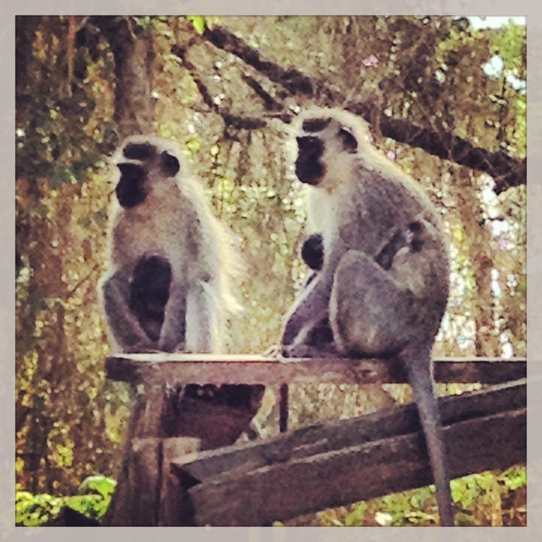 Ostello Jungle Monkey Backpackers Port Saint Johnʼs Esterno foto