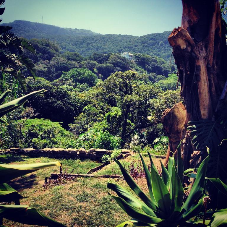 Ostello Jungle Monkey Backpackers Port Saint Johnʼs Esterno foto